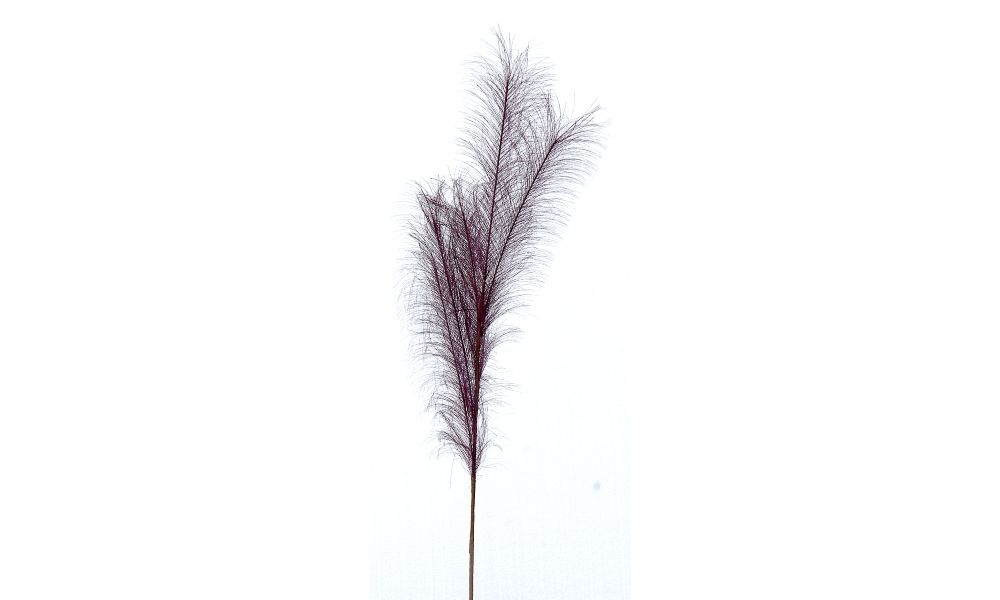 24/192-80cm Burgundy pampas branch