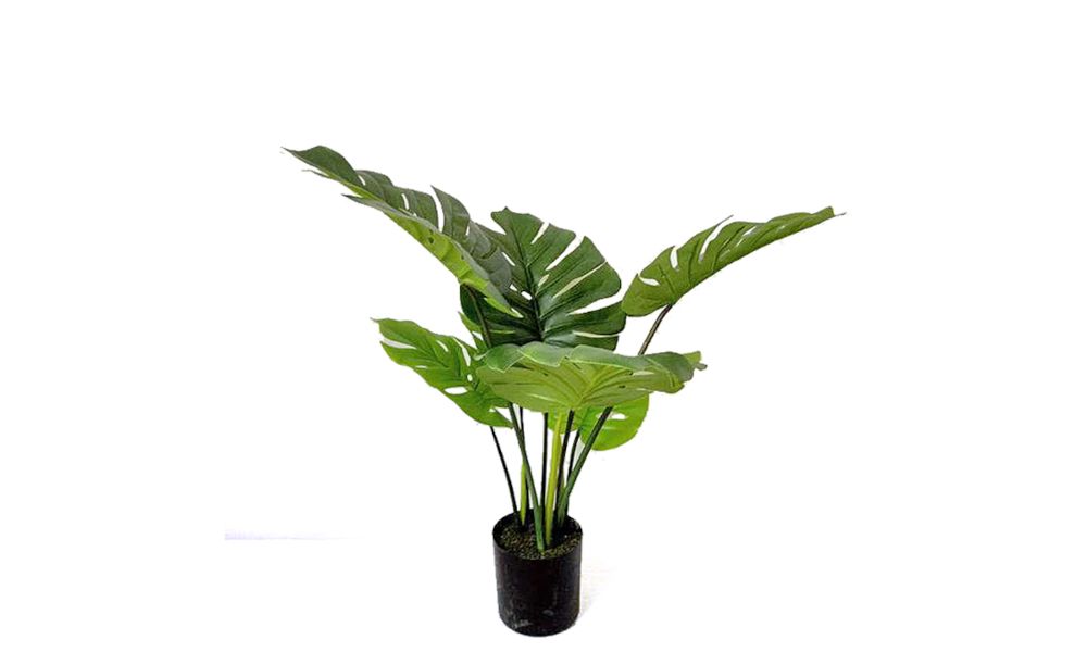 Φυτό Monstera σε κασπώ, 60cm