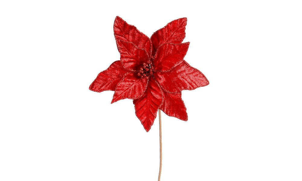 24/144-Red poinsetia